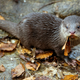 Illustration for article titled Otter Carnage: Marine Mammal Goes on "Rampage" in Restaurant
